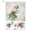 peonia, peonie, piwonia, piwonie, kwiat, ogród, lato, stare faktury handlowe, R983, peony, peonies, flower, garden, summer, old commercial textures, Pfingstrose, Blume, Garten, Sommer, alte Handelstexturen, peonía, flor, jardín, verano, texturas del comer